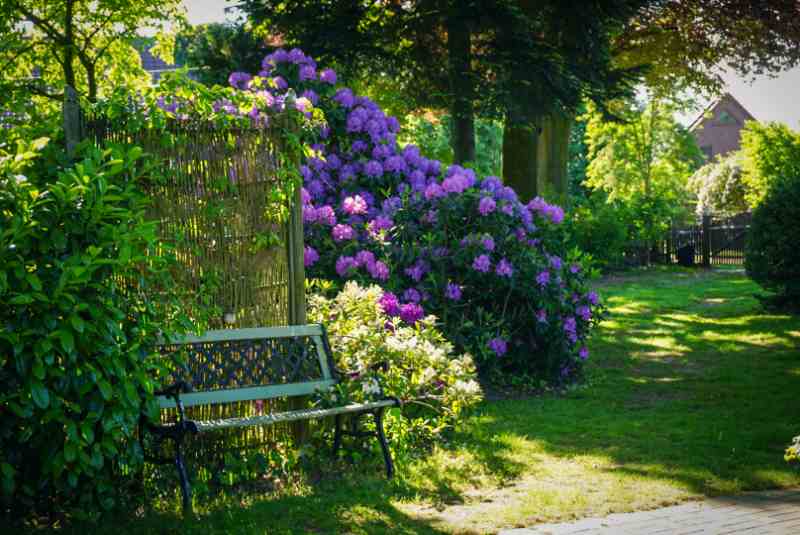 Gründe Bank vor einem blühenden, großem Rhododendron Busch