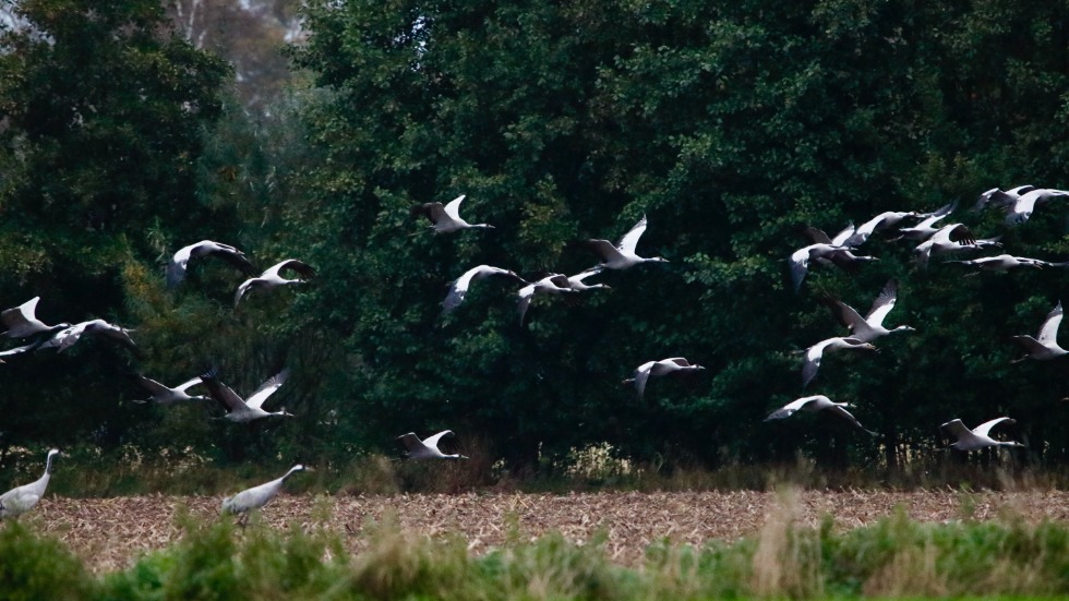 Kraniche fliegen über eine Wiese am Waldrand